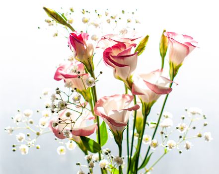 白色背景下，一束香芹花新鲜柔和，花瓣精致