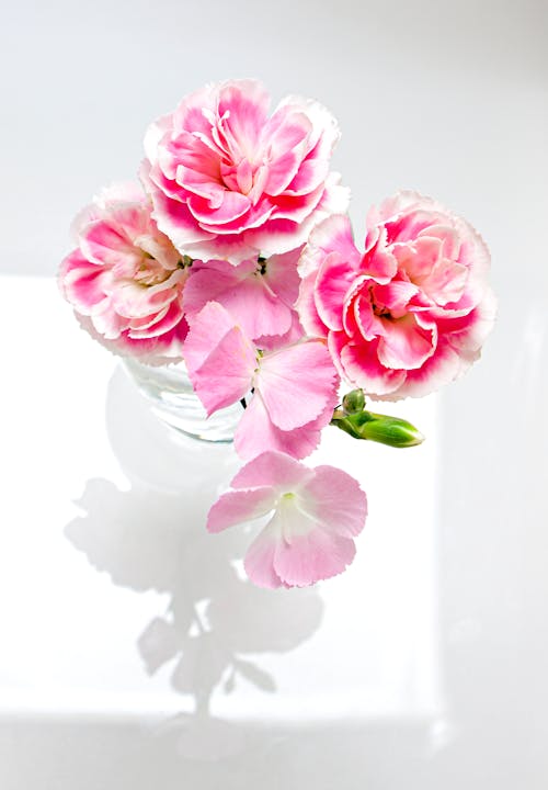 From above of glass vase with bunch of fresh delicate carnation flowers with pink and white petals on white table