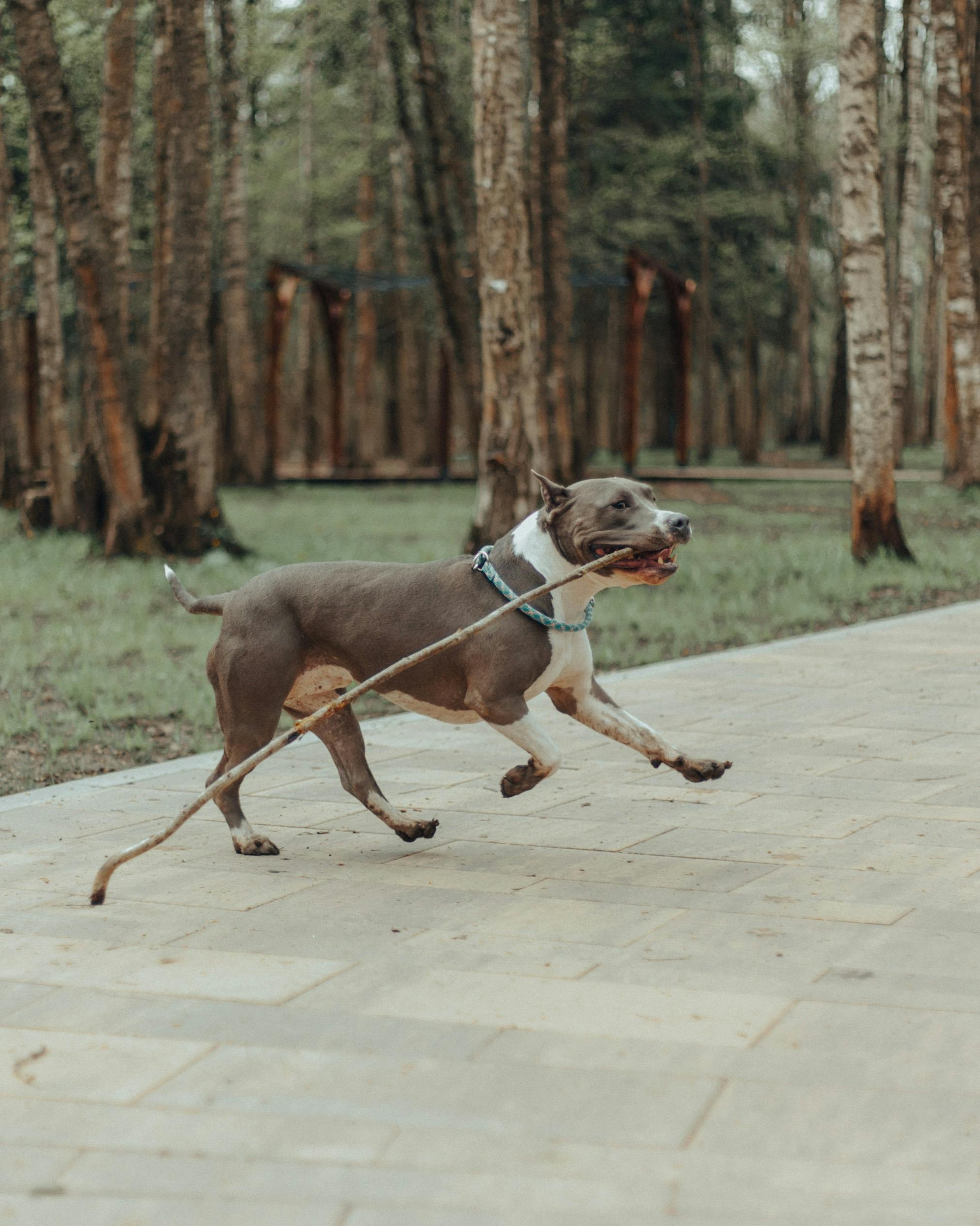 dog running with stick in park