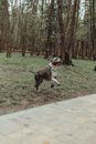 Dog with stick walking in park