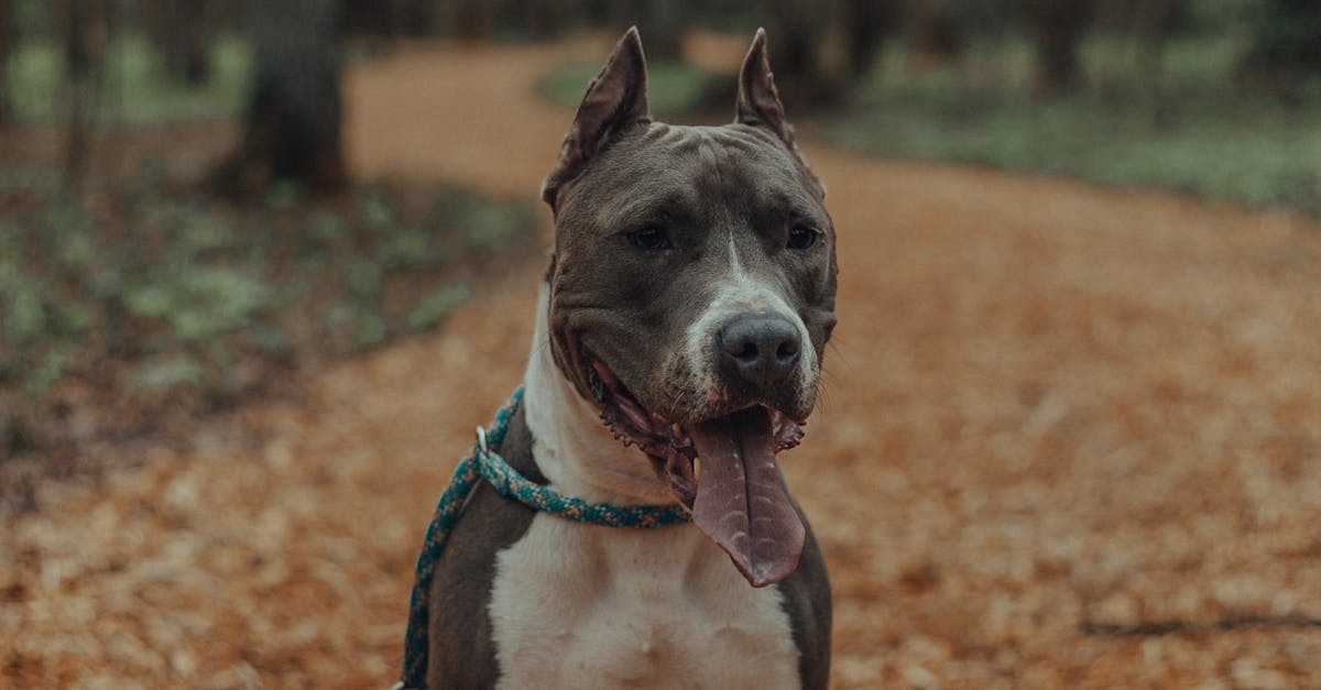 Dog on leash sitting on road
