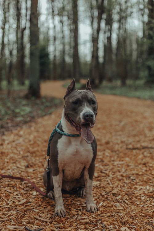 Free Attentive pedigreed dog with collar and tongue out sitting on ground in forest in autumn in daytime and looking away Stock Photo