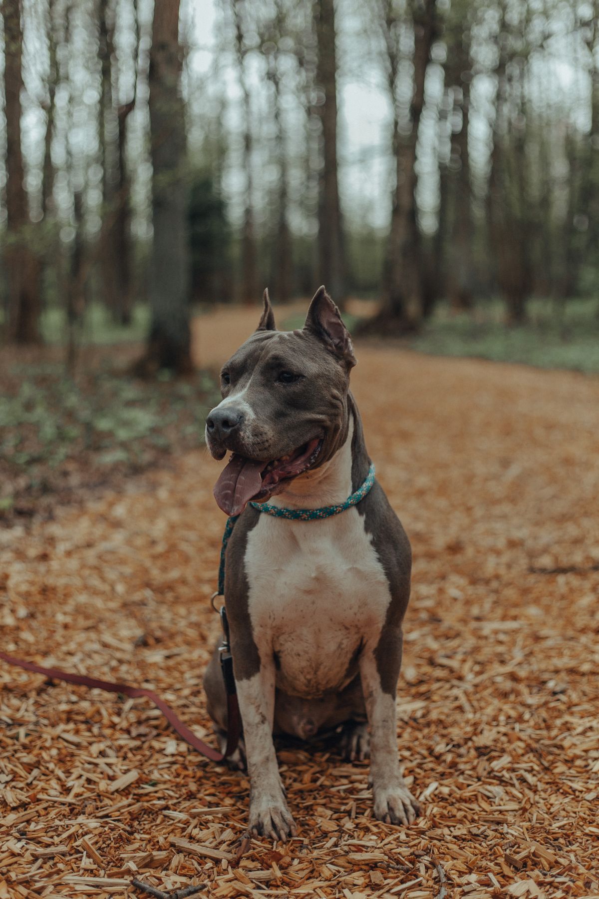 Türkiye'de Yasaklı Köpek Irkları 2026: Liste, Kurallar ve Cezalar - Görsel 1