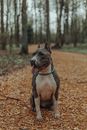 American Staffordshire Terrier with collar and leash sitting alone on road in park while waiting for owner and looking away