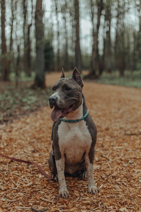 American Staffordshire Terrier Türkiye'de Yasak mı? Kayıtlı AmStaff Kuralları