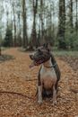Dog sitting in park in autumn day