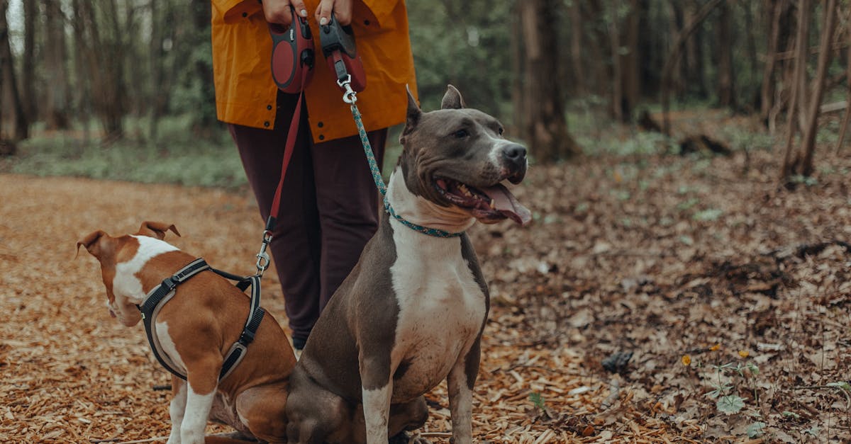 Crop owner with dogs in park