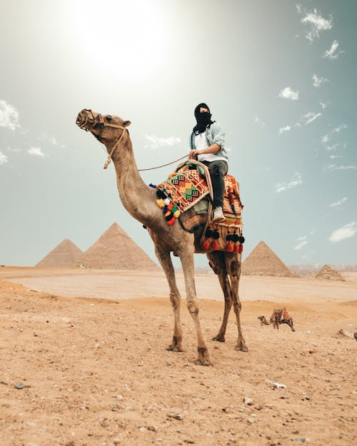 Δωρεάν στοκ φωτογραφιών με αγνώριστος, άγριος, Αίγυπτος