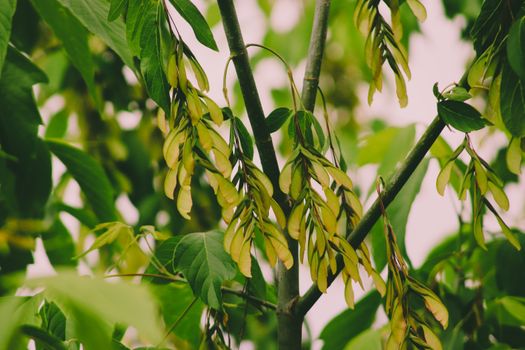 Sycamore wings hanging on long trunk with green leaves on branches in forest