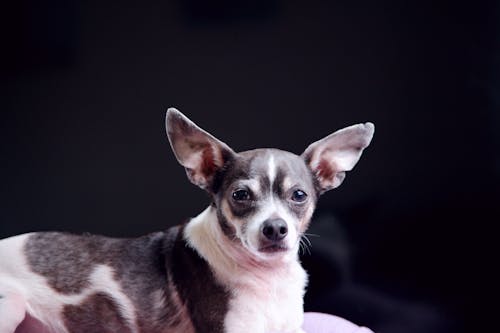 Free stock photo of adopted, animal, animal portrait Stock Photo