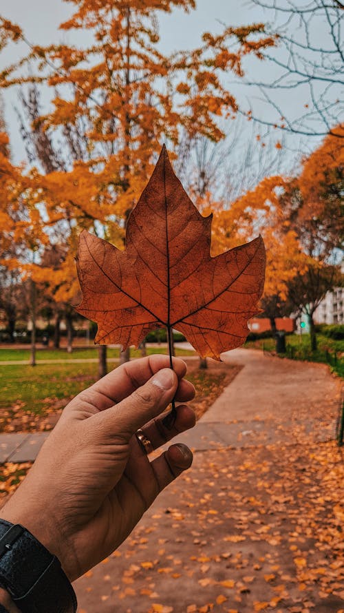 Gratis stockfoto met betonnen stoep, blad, esdoorn