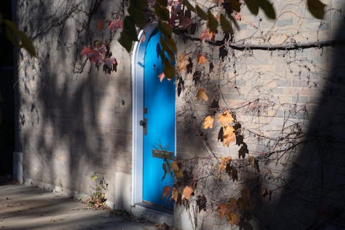 Free stock photo of blue door, vines