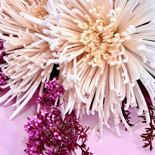 Beyaz çiçek, Beyaz çiçekler, çiçek buketi içeren Ücretsiz stok fotoğraf