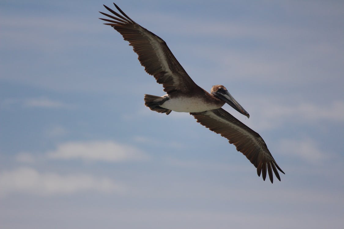 Free stock photo of flight, pelican Stock Photo