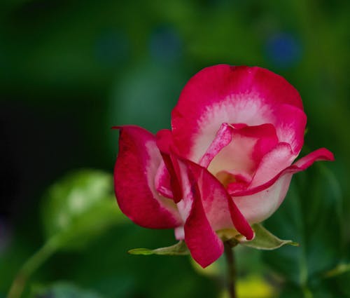 Bahçe, bahçe çiçeği, bahçe gülleri içeren Ücretsiz stok fotoğraf