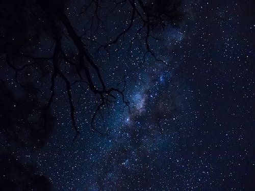 Free Bare Tree Under Blue Sky during Night Time Stock Photo