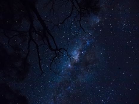 星空下，树枝的轮廓映衬着令人惊叹的银河景观