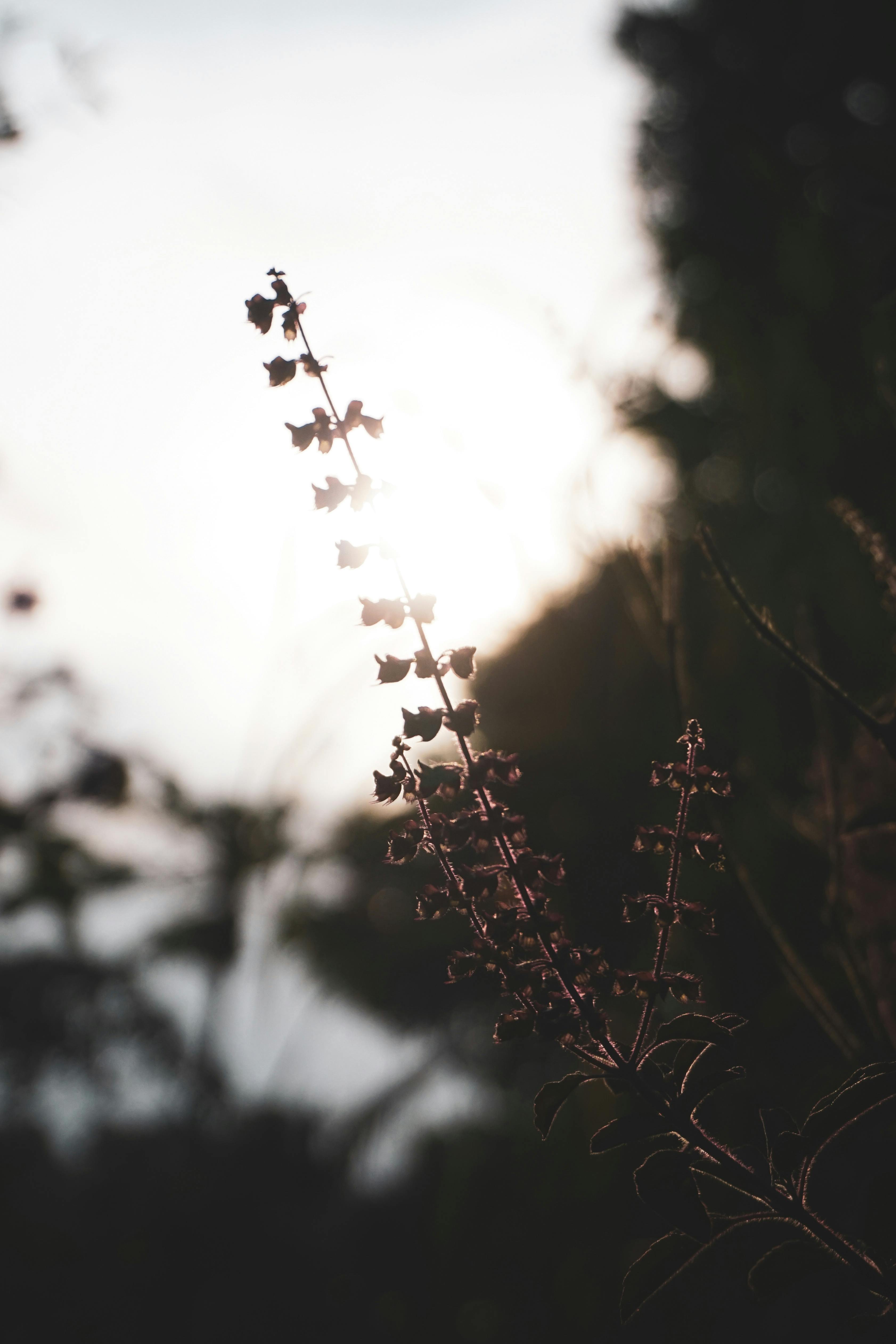 Tender plant with tall stem and small flowers growing on summer grassy meadow against bright sun
