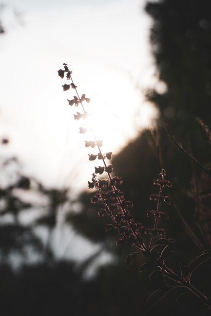 Tender plant with tall stem and small flowers growing on summer grassy meadow against bright sun