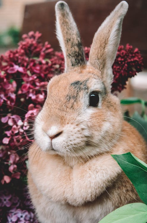Close-Up Shot of Brown Rabbit