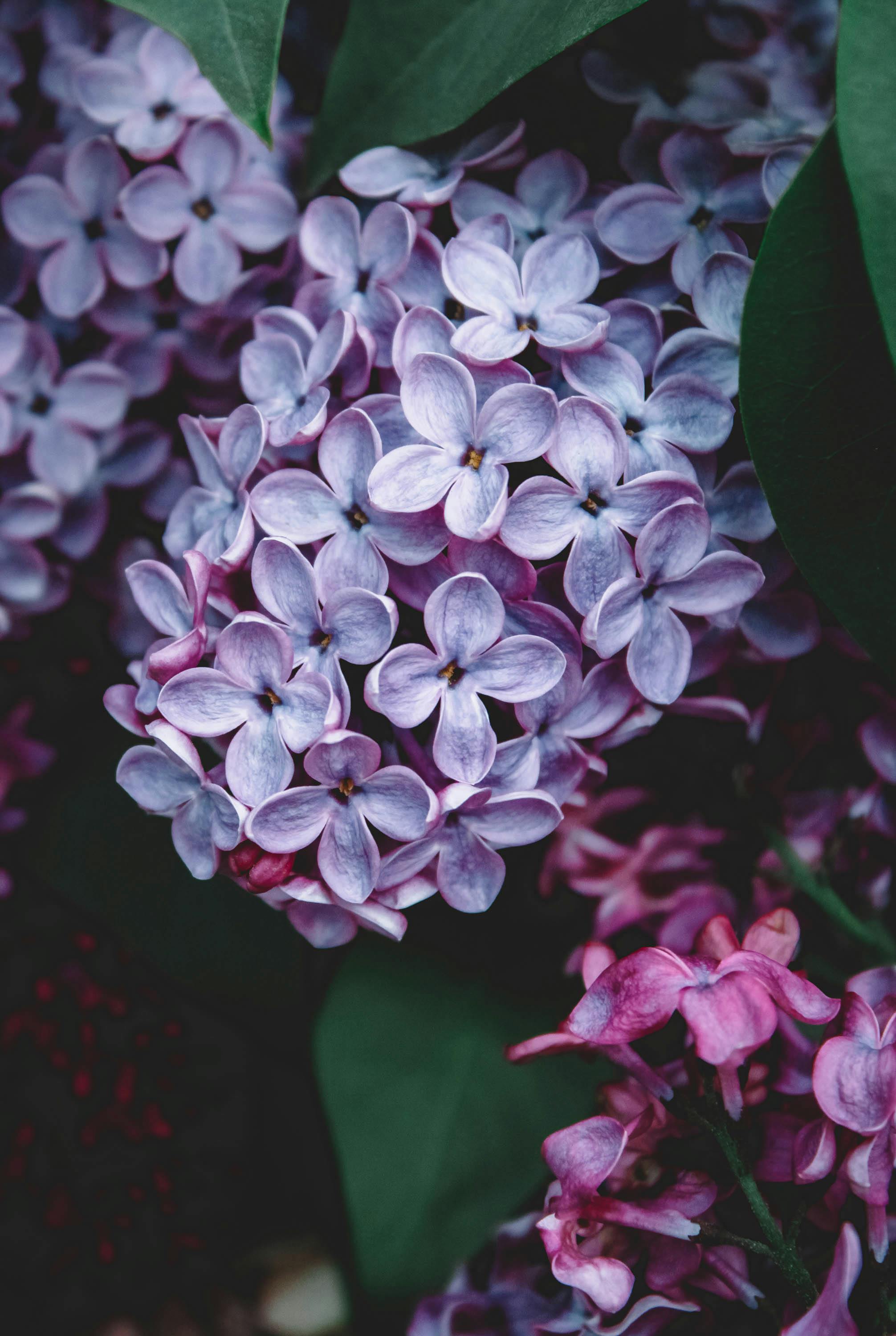 A detailed view of vibrant lilac flowers in full bloom, showcasing their delicate purple petals.