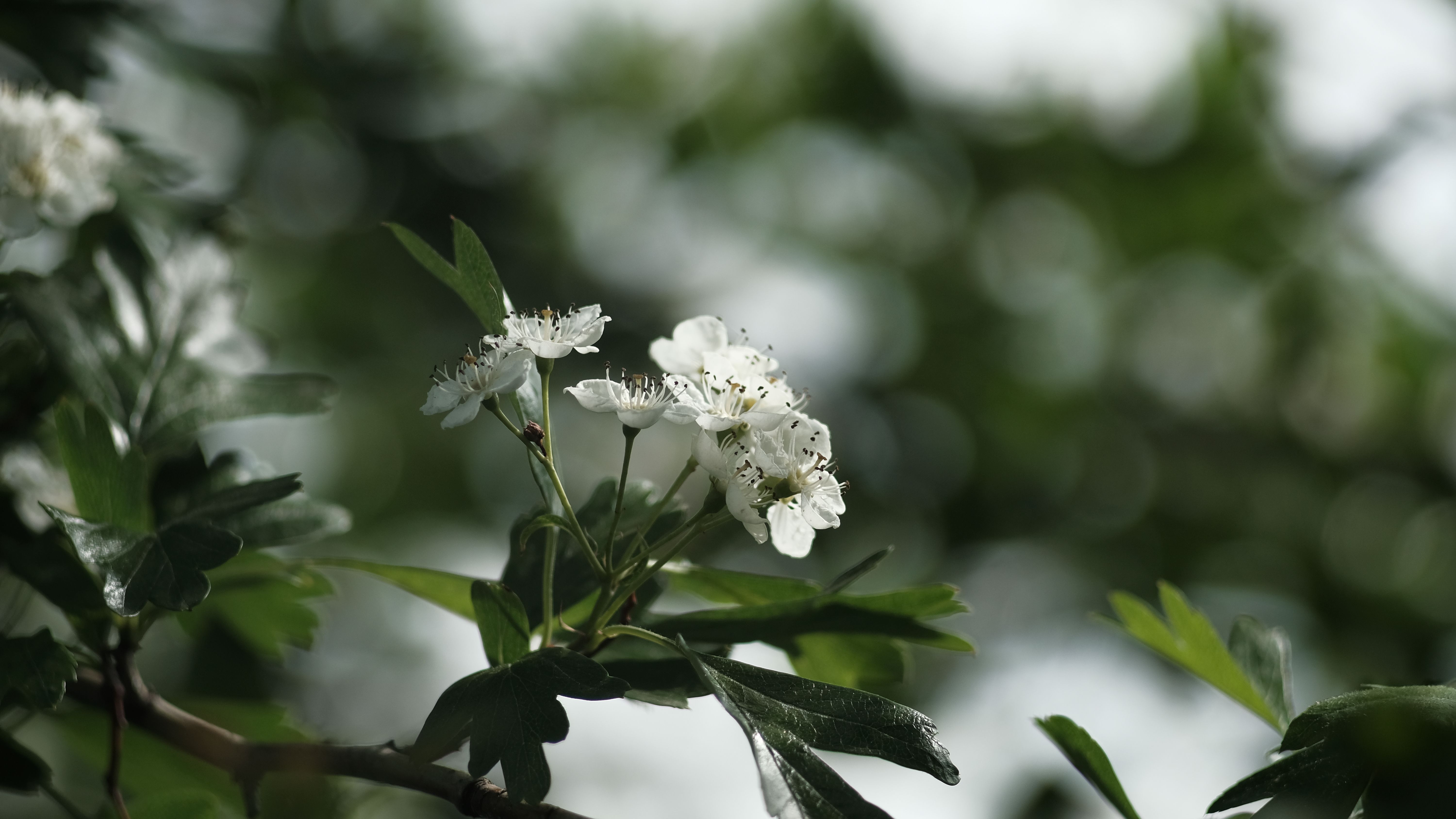 樱花在树枝上的特写，背景虚化
