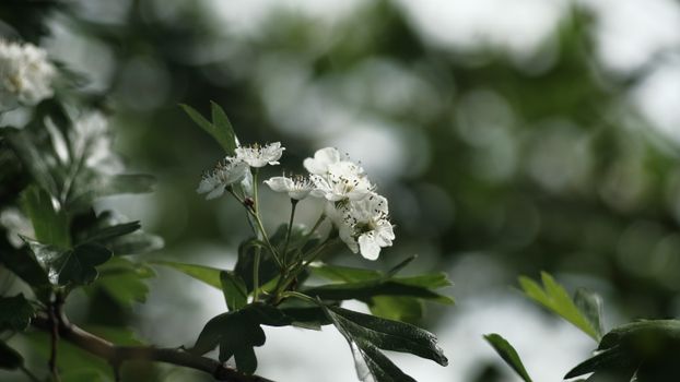 樱花在树枝上的特写，背景虚化