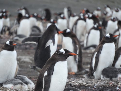 Penguins on Gray Rocky Ground