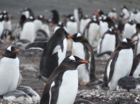 penguin photo