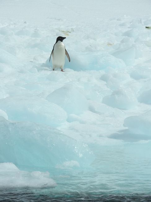 An Adelie penguin stands amidst icy landscapes in Antarctica, showcasing the beauty of polar wildlife.