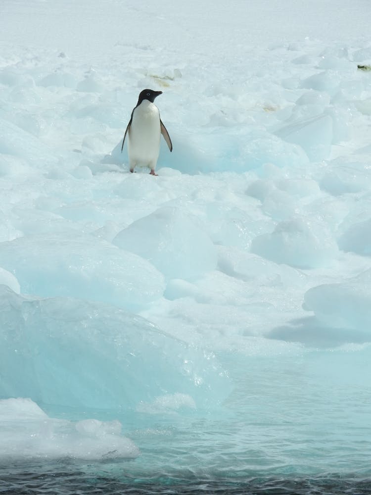 Penguin On Ice Covered Ground