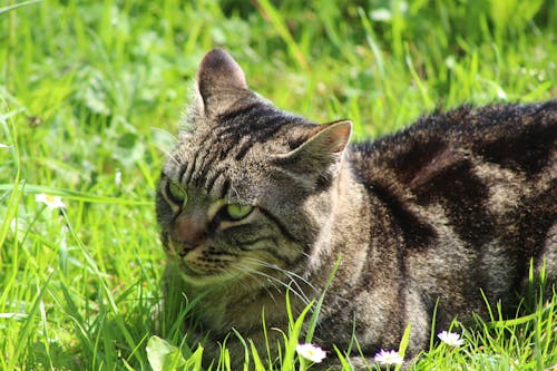 Photos gratuites de animal de compagnie, animal de ferme, animal domestique