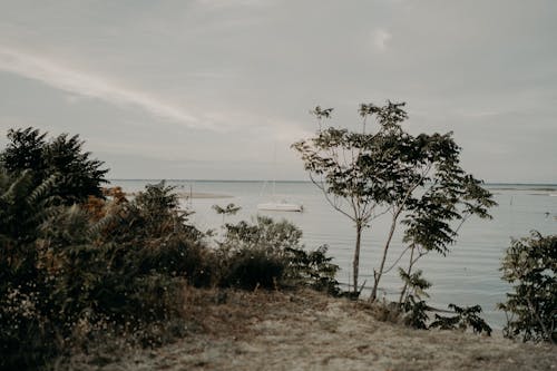 Green Trees Near Body of Water