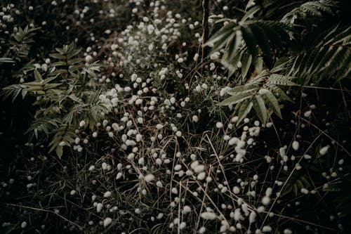 White Flowers With Green Leaves