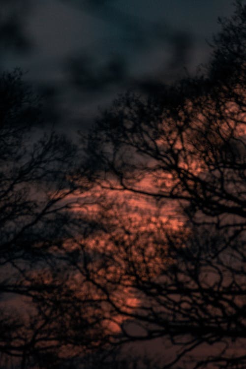 Free stock photo of sunset trees