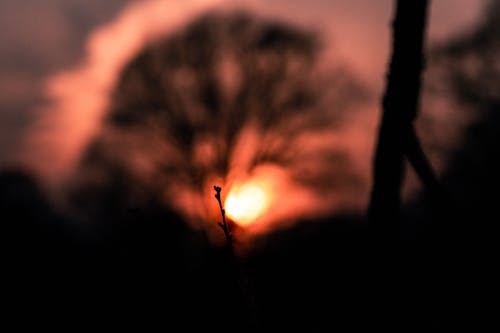 Free stock photo of stick, sunset sky, trees