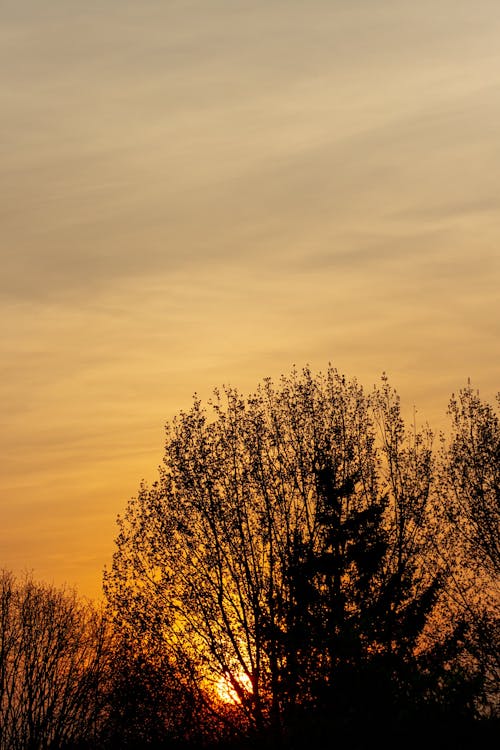 オレンジ色の空, ゴールデンアワー, シルエットの無料の写真素材