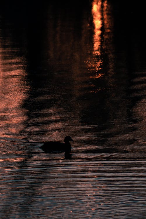 Free stock photo of duck, lake, sunset