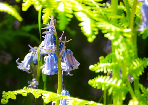 Безкоштовне стокове фото на тему «bluebells, барвистий, зелений»