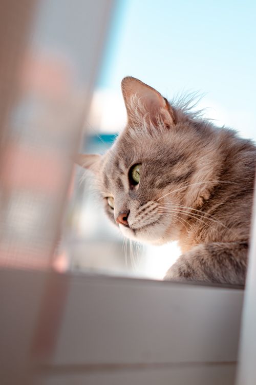 Free Serene profile of a fluffy grey cat gazing sideways by the window. Stock Photo