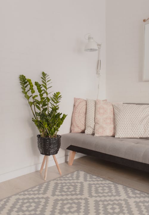 Decorative potted tropical plant placed on stool near comfortable sofa with pillows in light modern living room