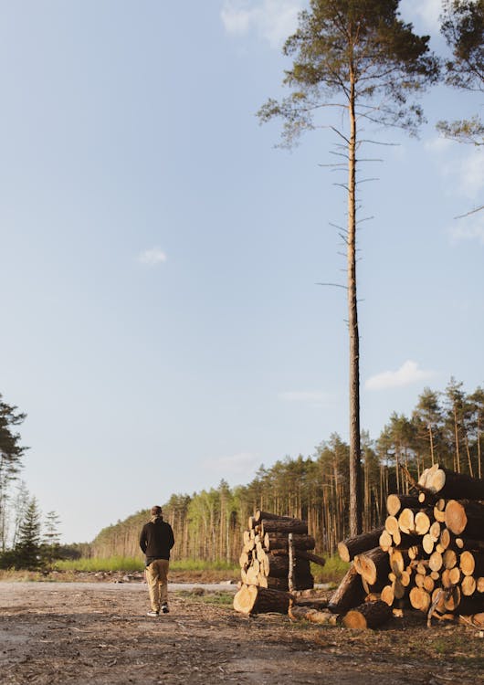 Free Anonymous person walking near forest with wooden logs Stock Photo
