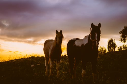 Free stock photo of horse, sunset