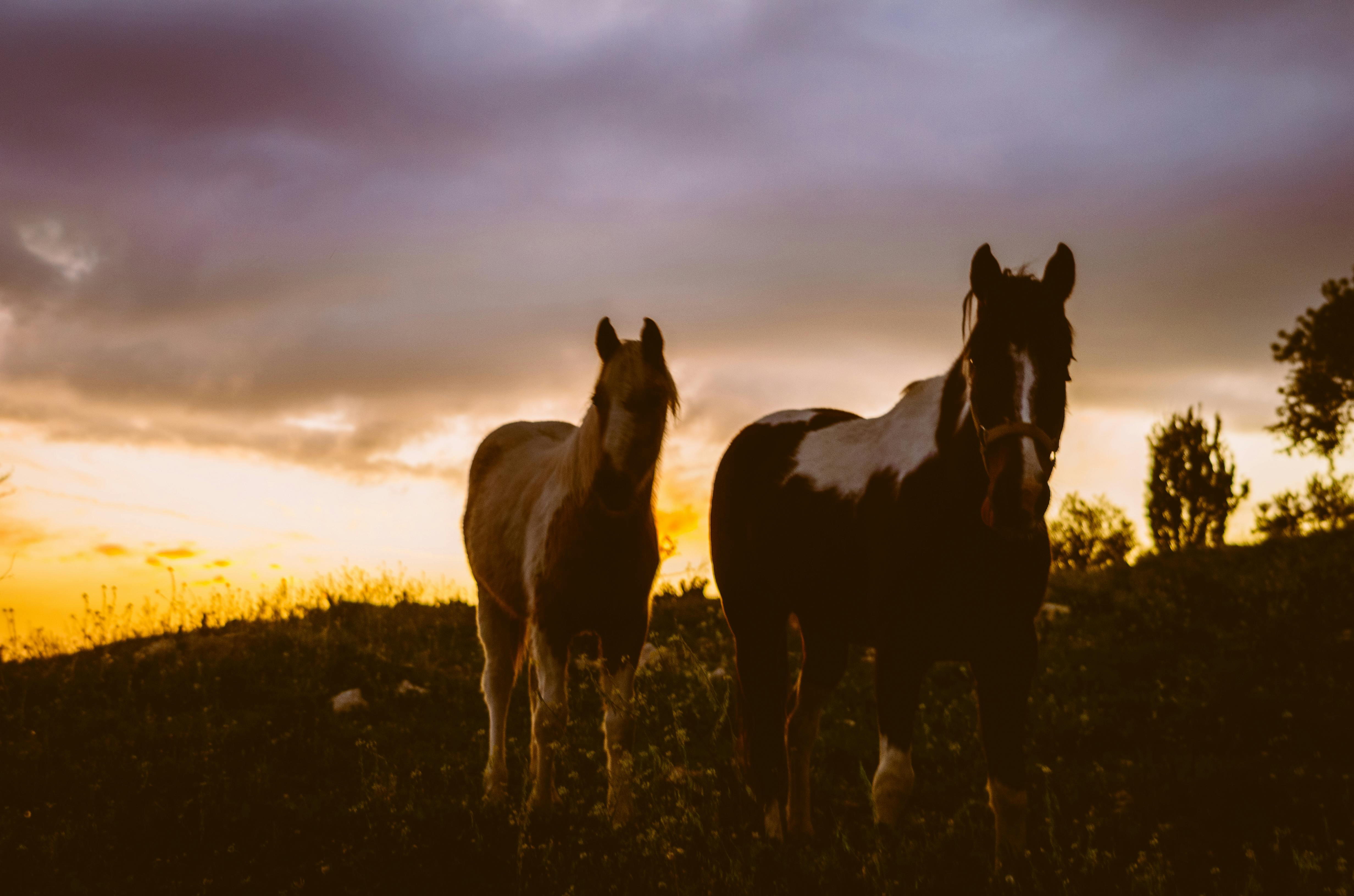 Free stock photo of horse, horses, sunset
