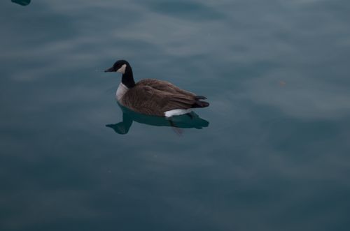 Free stock photo of water Stock Photo