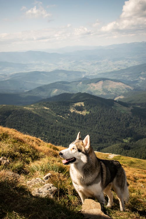 聽話的純種狗在陽光燦爛的日子在山坡上休息