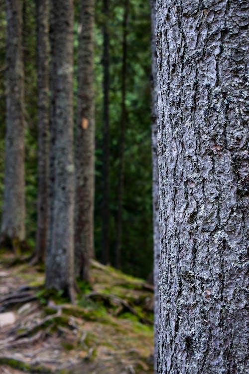 Closeup of cracked textured bark of tall pine tree trunk in lush green forest