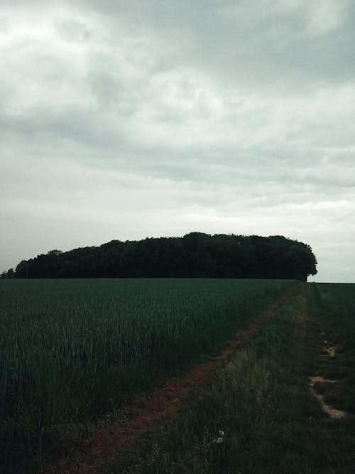 Picturesque scenery of endless green agricultural field near lush trees against cloudy sky