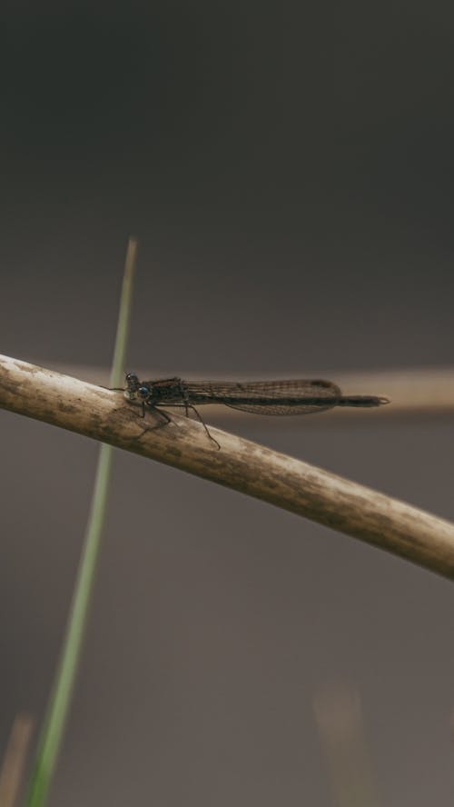 Free Black and Brown Dragonfly on Brown Stick Stock Photo