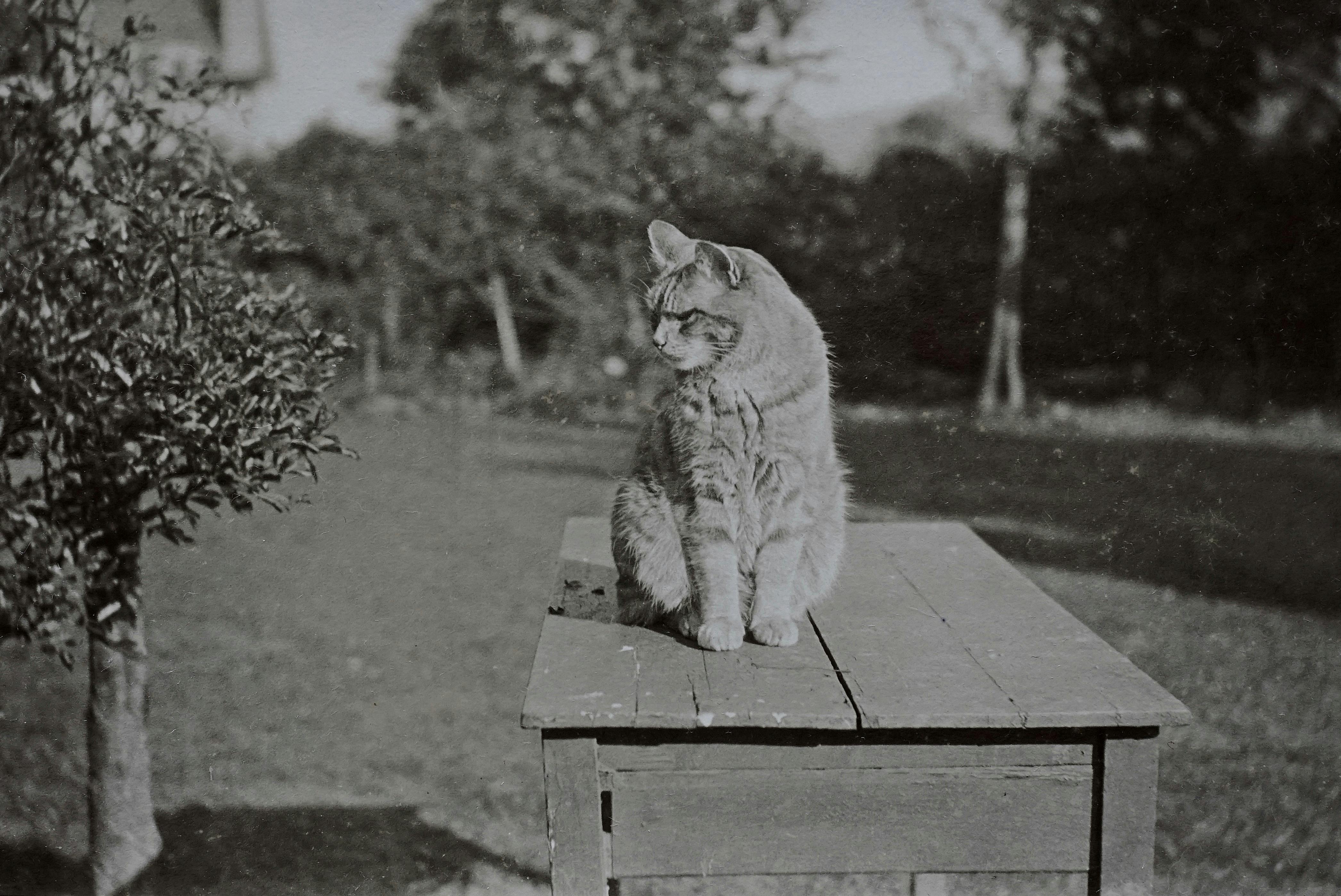 A vintage-style monochrome photo of a ginger cat sitting on a wooden table outdoors.